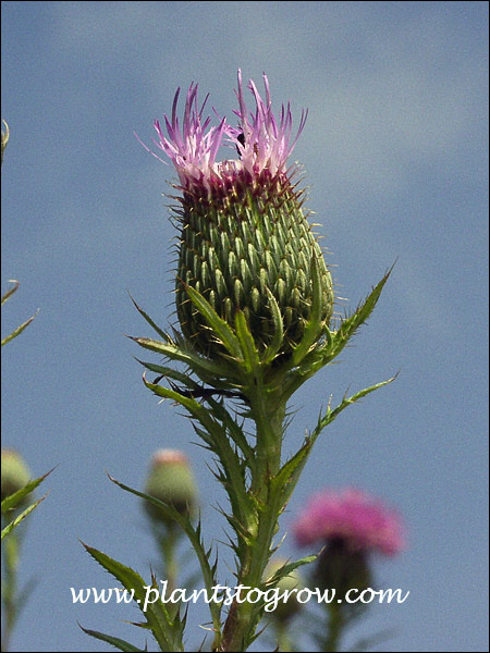 A good shot of the involucre of bracts subtending the flower head.